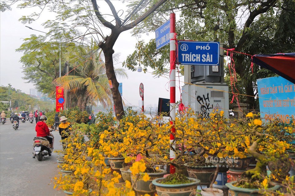 Yellow apricot blossom – a symbol of Tet in Vietnam. (Source: Laodong)