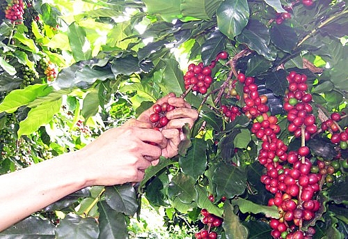Giá cà phê hôm nay 2/3: Cà phê robusta đảo chiều xanh sàn, khả năng vượt lên 1.500 USD/tấn?
