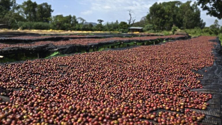 Giá cà phê hôm nay 11/10/2023: Giá cà phê phục hồi từ các mức giảm kỷ lục, xuất khẩu Việt Nam kỳ vọng vượt 4 tỷ USD