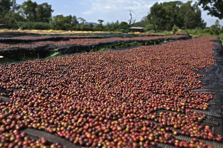 Giá cà phê hôm nay 16/3: Đà tăng của cà phê vẫn còn. (Nguồn: Messagecoffee)