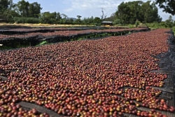 Giá cà phê hôm nay 11/10/2023: Giá cà phê phục hồi từ các mức giảm kỷ lục, xuất khẩu Việt Nam kỳ vọng vượt 4 tỷ USD