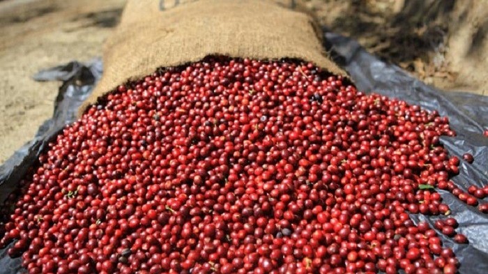 Giá cà phê hôm nay 19/3: Giảm mạnh, tăng ì ạch, nông dân bán cà phê để trữ tiêu
