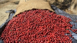 Giá cà phê hôm nay 10/11: Giảm trước áp lực nguồn cung, cà phê Việt được mùa vẫn được giá, tương lai phải là sản xuất bền vững