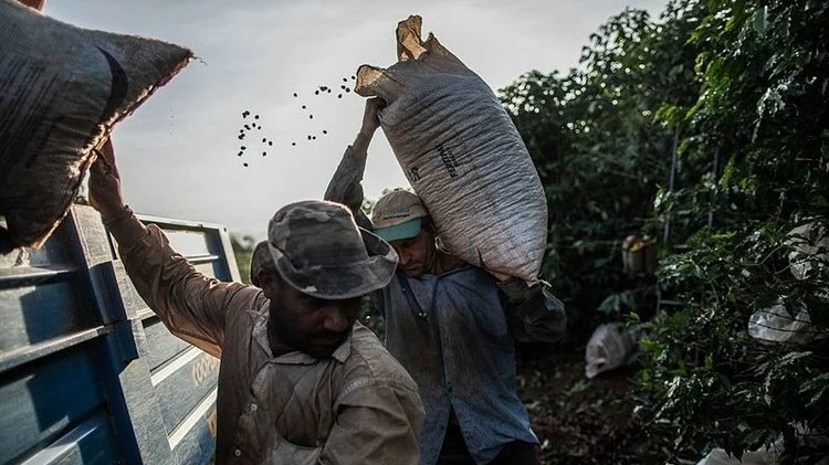 Giá cà phê hôm nay 16/4: Dừng tăng mạnh, tạm điều chỉnh; cà phê robusta có thể sớm vượt ngưỡng 1.380 USD