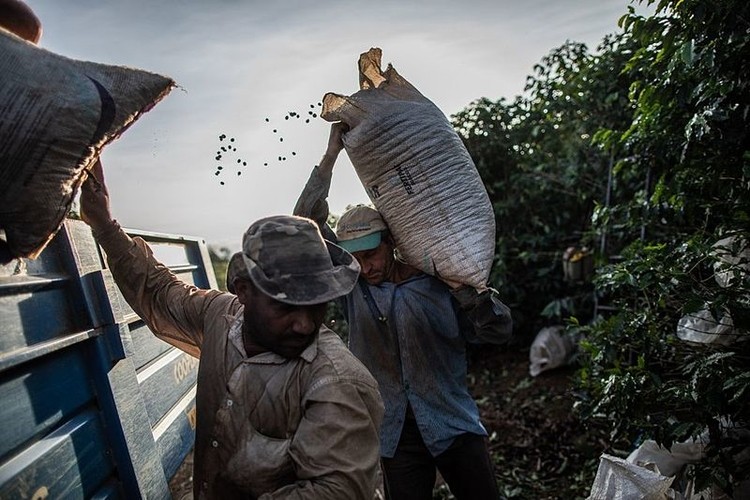 Giá cà phê hôm nay 16/9/2024: Giá cà phê tăng 'không điểm dừng', robusta