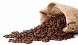 Giá cà phê hôm nay 19/3/2024: Giá cà phê robusta tiếp tục tăng, hàng sắp ra nhiều, thị trường sẽ biến động thế nào?
