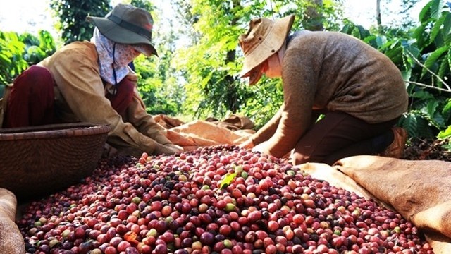 Giá cà phê hôm nay 29/11/2023: Giá cà phê arabica tăng mạnh, đồng USD 'xuống đáy' hơn 3 tháng, vấn đề của nguồn cung?