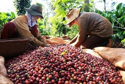 Giá cà phê hôm nay 10/1/2024: Giá cà phê robusta lại tăng mạnh, trong nước trở lại 70.000 đồng, giá cao kỷ lục hàng vẫn khó mua
