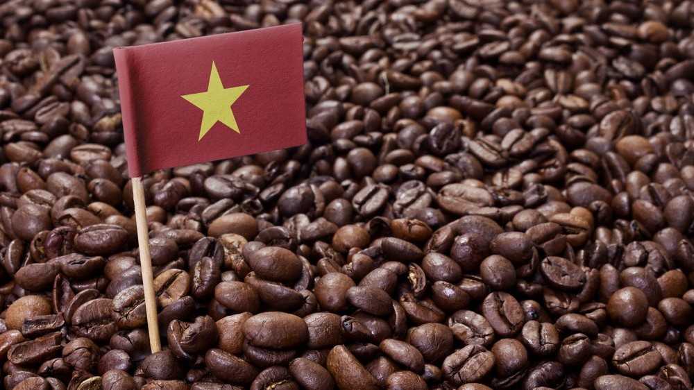 Giá cà phê hôm nay 2/9/2023: Giá cà phê giảm trong phiên cuối cùng của tháng; Thái Lan sẽ là "ngôi sao mới" trên thị trường