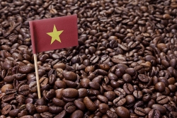Giá cà phê hôm nay 2/9/2023: Giá cà phê giảm trong phiên cuối cùng của tháng; Thái Lan sẽ là 