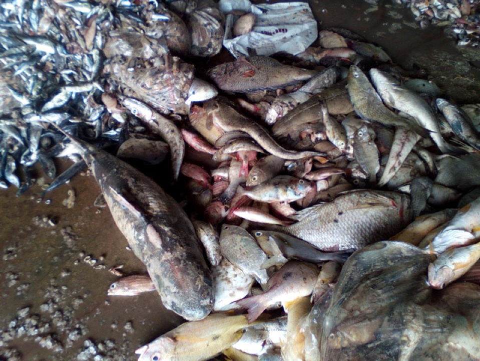 9 mẫu cá kiểm nghiệm tại Hà Tĩnh đều nhiễm độc