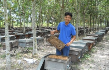 Vietnam’s beekeeping aims to generate a buzz