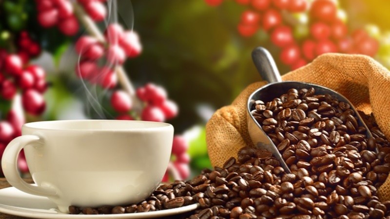 Giá cà phê hôm nay 21/11/2023: Giá cà phê robusta tạm thời giảm, đà tăng giá trong trung và dài hạn khá rõ ràng