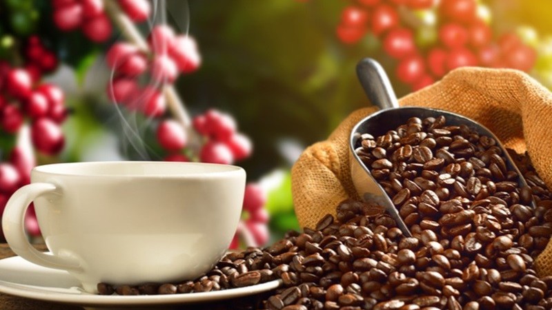 Giá cà phê hôm nay 10/12, Robusta tiếp tục thất thường, arabica lao dốc mạnh, tiêu thụ cà phê toàn cầu vẫn tăng