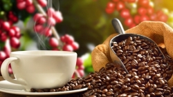 Giá cà phê hôm nay 4/10: Arabica tiếp tục giảm mạnh, robusta quay đầu tăng, chịu áp lực trước USD và xu hướng siết chặt tiền tệ