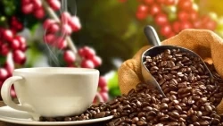 Giá cà phê hôm nay 24/7/2024: Giá cà phê lao dốc mạnh, hàng trong nước cực khan hiếm, cần linh hoạt trong chiến lược kinh doanh