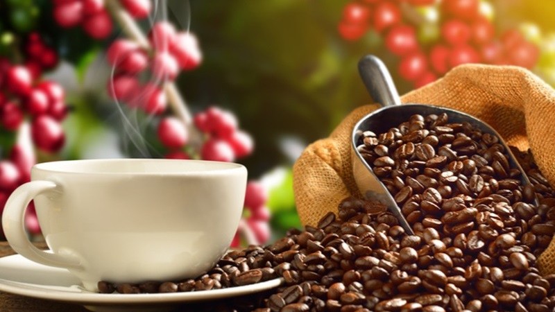 Giá cà phê hôm nay 7/6/2023: Giá cà phê robusta duy trì đà tăng, sản lượng của Indonesia tụt dốc mạnh;  El Nino sẽ tác động mạnh tới thị trường