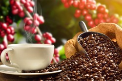 Giá cà phê hôm nay 8/11/2023: Giá cà phê quay đầu giảm mạnh có bất ngờ, khả năng tiếp tục giảm sâu?