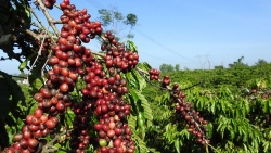 Giá cà phê hôm nay 13/12: Sản lượng vụ mới ở Việt Nam có thể tác động lên giá sàn phái sinh, giá hồ tiêu biến động trái chiều
