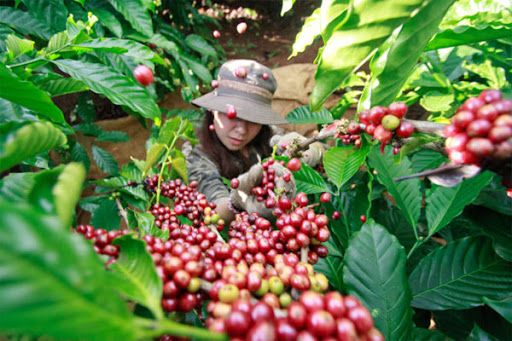 Giá cà phê hôm nay 9/12: Thị trường cà phê quốc tế điều chỉnh giảm, nhu cầu cao su được dự báo sẽ tăng mạnh