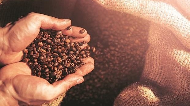 Giá cà phê hôm nay 4/2:  Cà phê thế giới quay đầu bật tăng mạnh, trong nước đồng loạt giảm nhanh