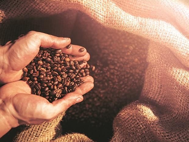 Giá cà phê hôm nay 10/12: Giá Arabica quay đầu giảm sâu, nhiều khó khăn. (Nguồn: Shutterstock)