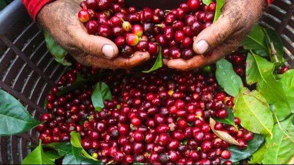 Giá cà phê hôm nay 11/12: Điều chỉnh trái chiều, robusta giảm, arabica tăng. Cà phê nguyên liệu trong nước tăng mạnh