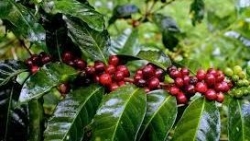 Giá cà phê hôm nay 29/12: Cà phê arabica giảm trên sàn thế giới, Giá tiêu đã rẻ còn gặp khó