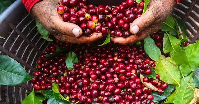 Giá cà phê hôm nay 11/12: Điều chỉnh trái chiều, robusta giảm, arabica tăng. Cà phê nguyên liệu trong nước tăng mạnh