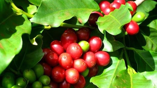 Giá cà phê hôm nay 4/1, Robusta vẫn còn sức tăng, triển vọng tiêu thụ hỗ trợ nhà xuất khẩu cà phê Việt
