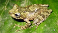 Độc đáo loài ếch mới ở Việt Nam