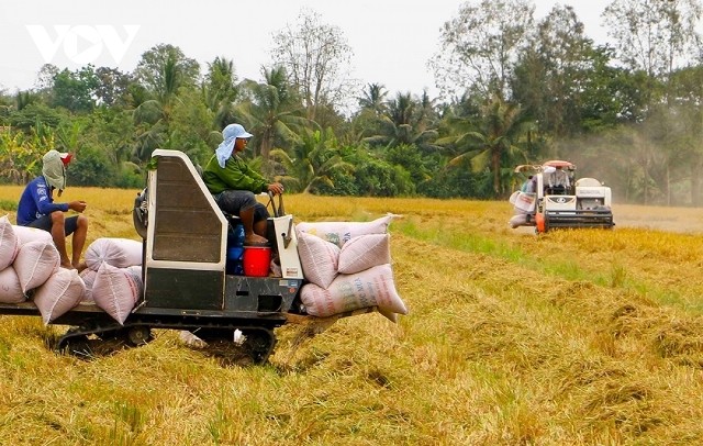 Vietnamese rice price maintains top place among regional exporters