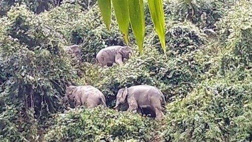 Quang Nam province seeks solutions to preserve elephants