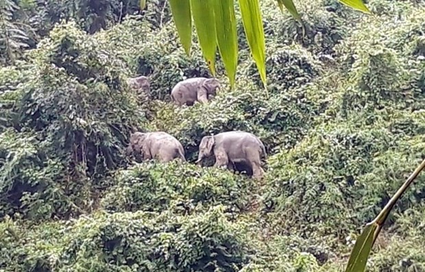 Quang Nam province seeks solutions to preserve elephants