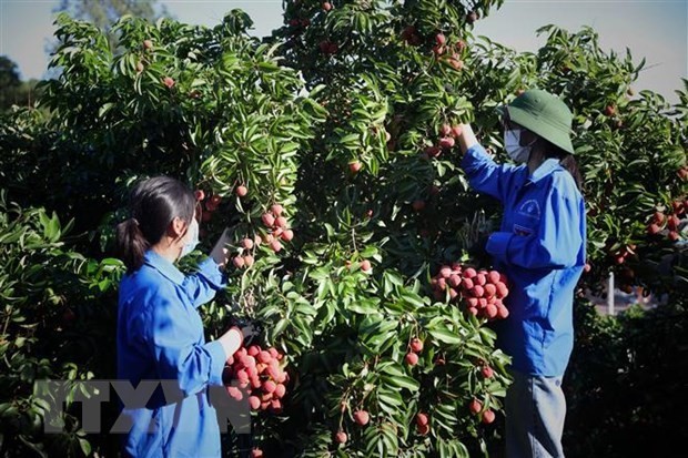 Vietnam facilitates lychee purchase by Chinese traders in Bac Giang: Spokesperson