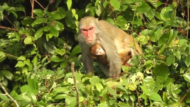 Five rare species of primates discovered in Thanh Hoa