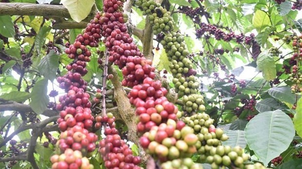 Vietnamese coffee export turnover exceeds 2 billion USD in five months