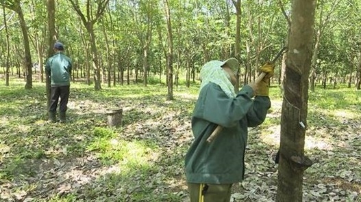 Vietnam’s rubber exports rise sharply