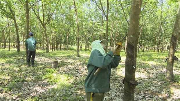 Vietnam’s rubber exports rise sharply