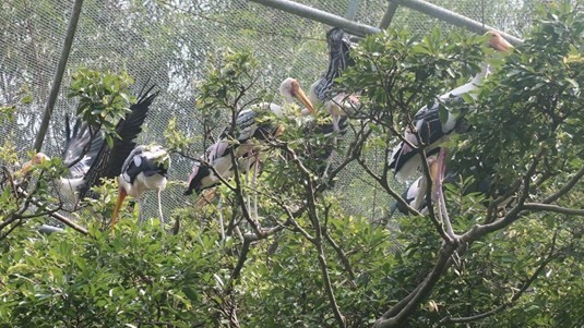 Ben Tre intensifies efforts to preserve migratory wild birds in region