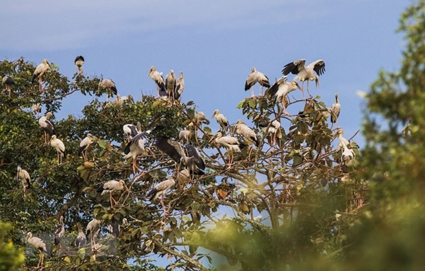 More than 1,000 individuals of endangered stork species spotted in Lo Go – Xa Mat National Park