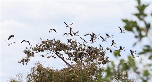 More than 1,000 individuals of endangered stork species spotted in Tay Ninh