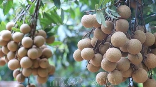 Vietnam finalises procedures to export longan to Japan