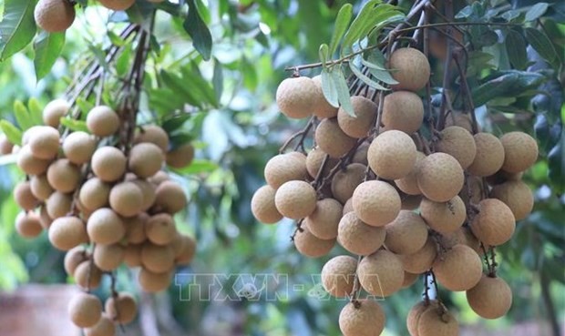 Vietnam finalises procedures to export longan to Japan