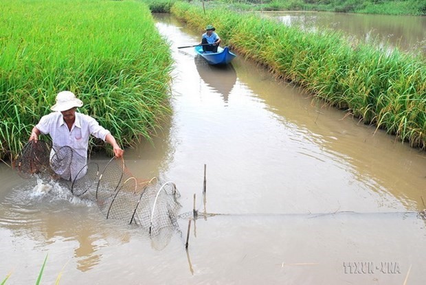 Bac Lieu shifts to organic rice farming