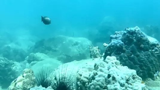 Solar-powered cameras proposed in Hon Mun for coral protection