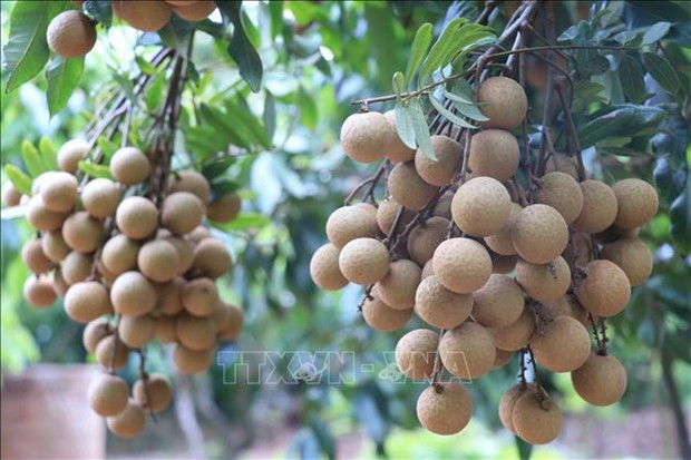 Bac Giang ships first batch of late-ripening longan to Australia