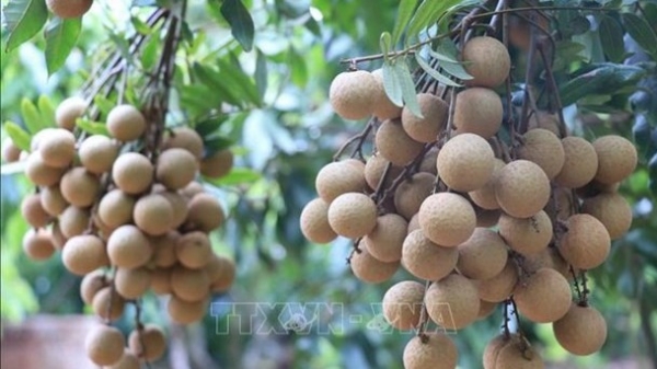 Bac Giang ships first batch of late-ripening longan to Australia