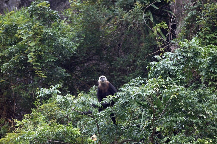 Cat Ba Langur - Endangered primate species Cat Ba Langur - Endangered primate species