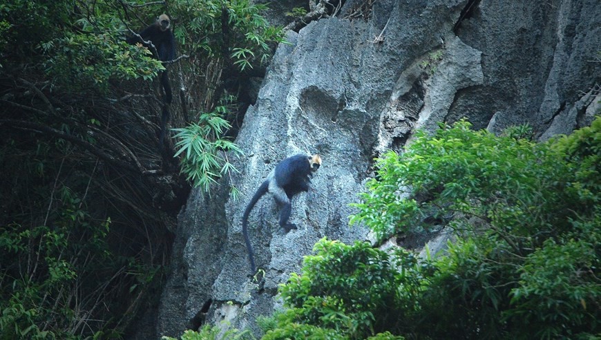 Cat Ba Langur - Endangered primate species Cat Ba Langur - Endangered primate species